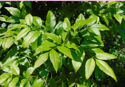 <p>Which answer best describes this plant species?</p><p>a non-native tree species best controlled by triclopyr or metsulfuron herbicides</p><p>a non-native tree species that provides seeds (samaras) for multiple songbirds, WITU, and rodents</p><p>a native tree species that does not invade wet fields or other areas</p><p>a native tree species that invades wet fields being converted to native warm season grass prairies.</p>