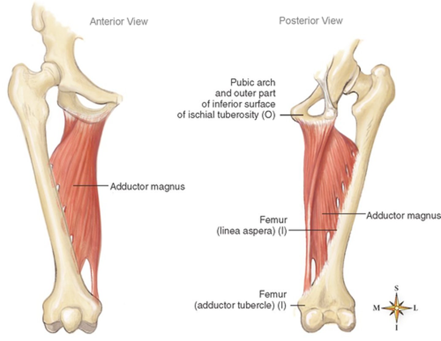 <p>linea aspera and adductor tubercle of femur</p>
