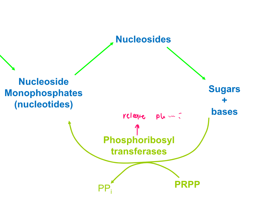 Transfer of a free base to the ribose of PRPP (5-phosphribosyl pyrophosphate) 

\
Base + PRPP -→ NMP + pyrophosphate 