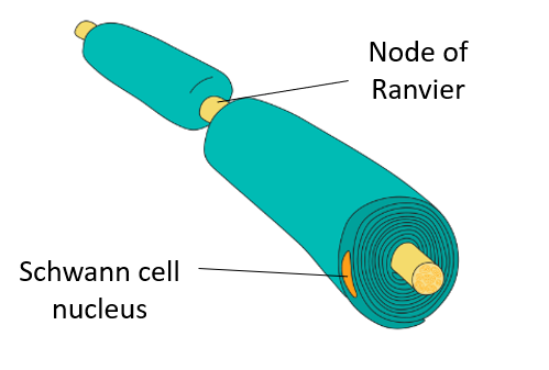 <p>nodes of Ranvier</p>