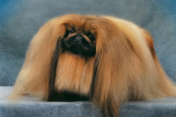 <p>Pekingese</p>