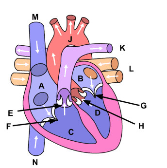 <p>Using the provided image, choose the anatomical structure designated by letter<strong> B</strong>.</p><ul><li><p>Right ventricle</p></li><li><p>Left ventricle</p></li><li><p>Right atrium</p></li><li><p>Left atrium</p></li></ul><p></p>