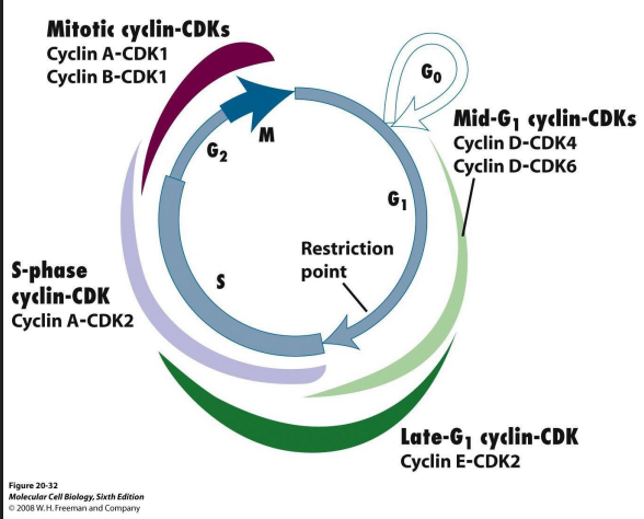 <p>- takes cells into S phase</p><p>- G1 Cdk-cyclin complex activates components</p><p>- TF turns on genes encoding DNA polymerase</p><p>- Genes for enzymes produce dNTPs</p><p>- proteins involved in dupliation of chr.</p><p>- genes for subunits of next Cdk-cyclin complex</p>