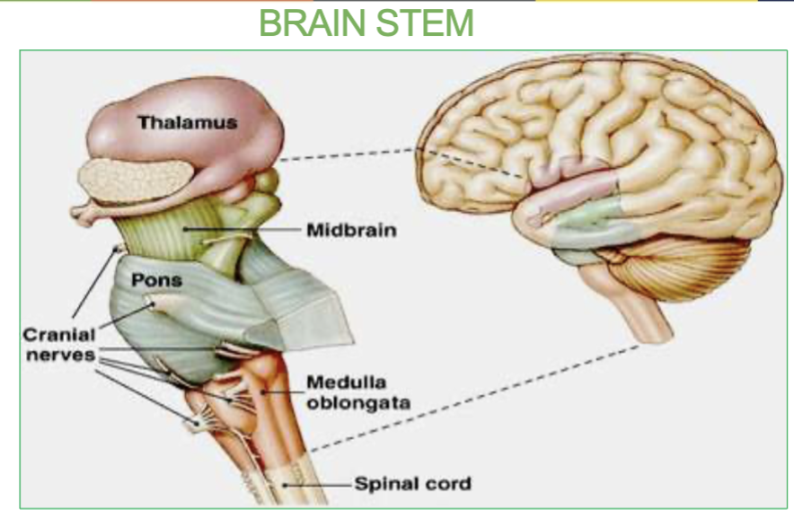 <p><strong>Autonomic functions</strong></p><p><strong>Breathing, heart rate, and blood pressure</strong> (vital centers) BUT specifically by the <strong>Medulla</strong></p><p>(keeps you alive while you sleep)</p>