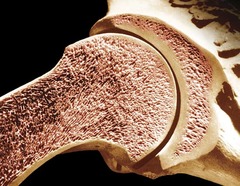 <p>Layer of bone tissue having many small spaces and found just inside the layer of compact bone.</p>