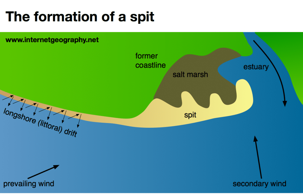 <p>Prevailing wind approaches the beach at an angle → swash pushes sediment up the beach at an angle → gravity means the backwash returns at a 45 degree angle to the sea → when the coast changes direction sediment continues to be moved by longshore drift and is deposited when the sea loses energy → this process continues and sediment is moved along the beach by longshore drift creating a spit → the area behind the spit is sheltered from the power of waves so silt is deposited, and seeds begin to germinate forming salt marshes → if the wind changes direction for a period of time the direction of sediment movement will change and a recurved end form</p>