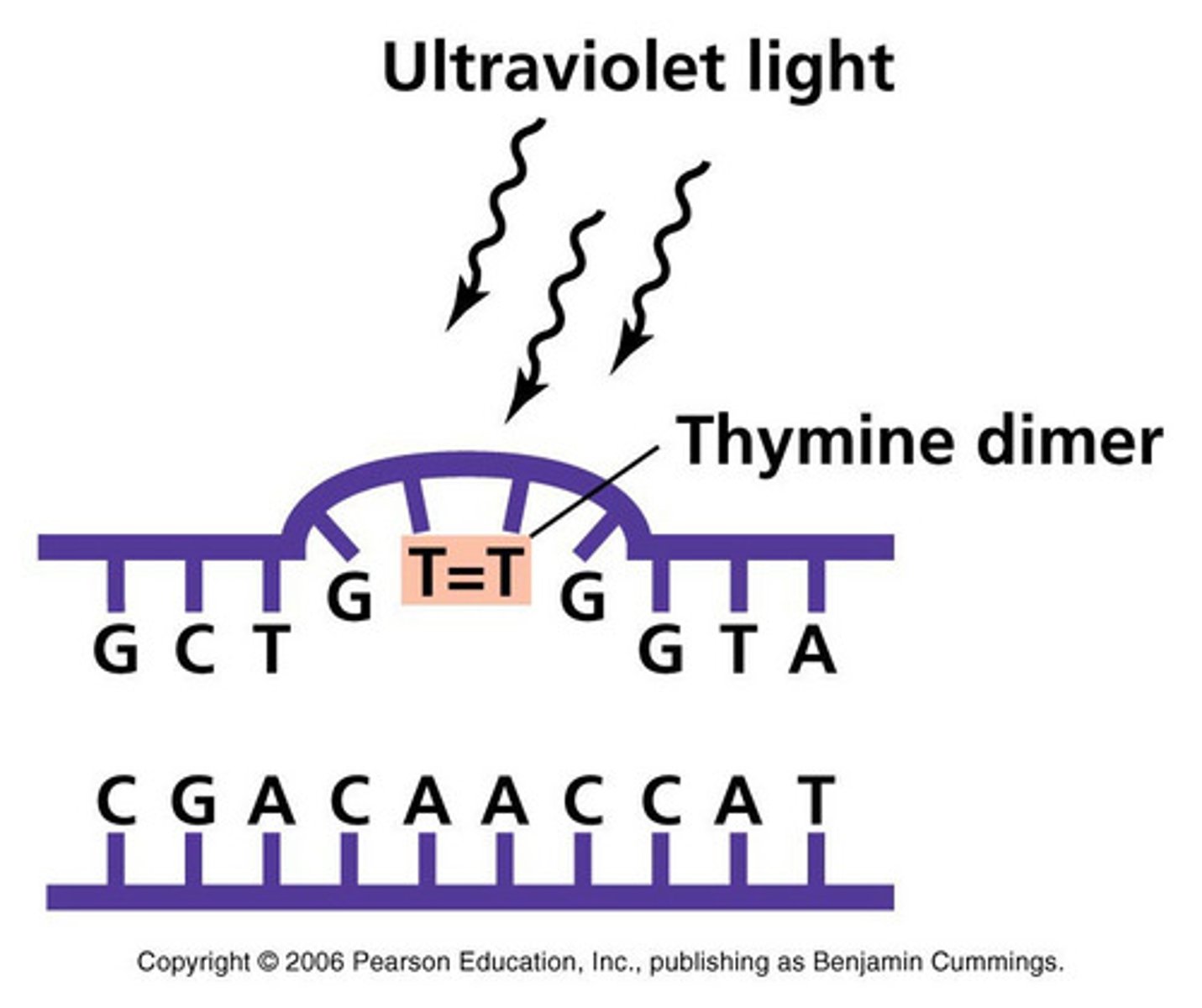 <p>UV light damages microbial DNA by causing abnormal bonding between adjacent pyrimidine bases, creating thymine or cytosine dimers, which disrupt replication.</p>