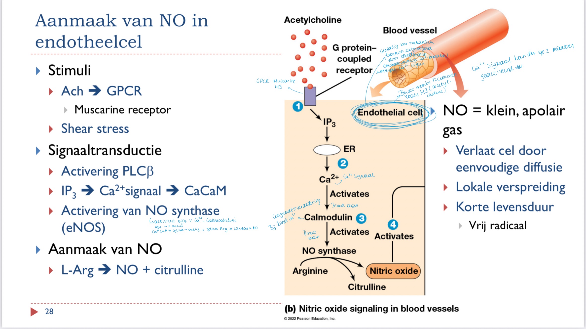 <ul><li><p>Ach → M3 (GPCR) → PLBbèta geactiveerd → IP3 → Ca2+ signaal → CaCaM → activeert eNOS → slplitst L-arginine in NO en citruline</p></li></ul><p></p>