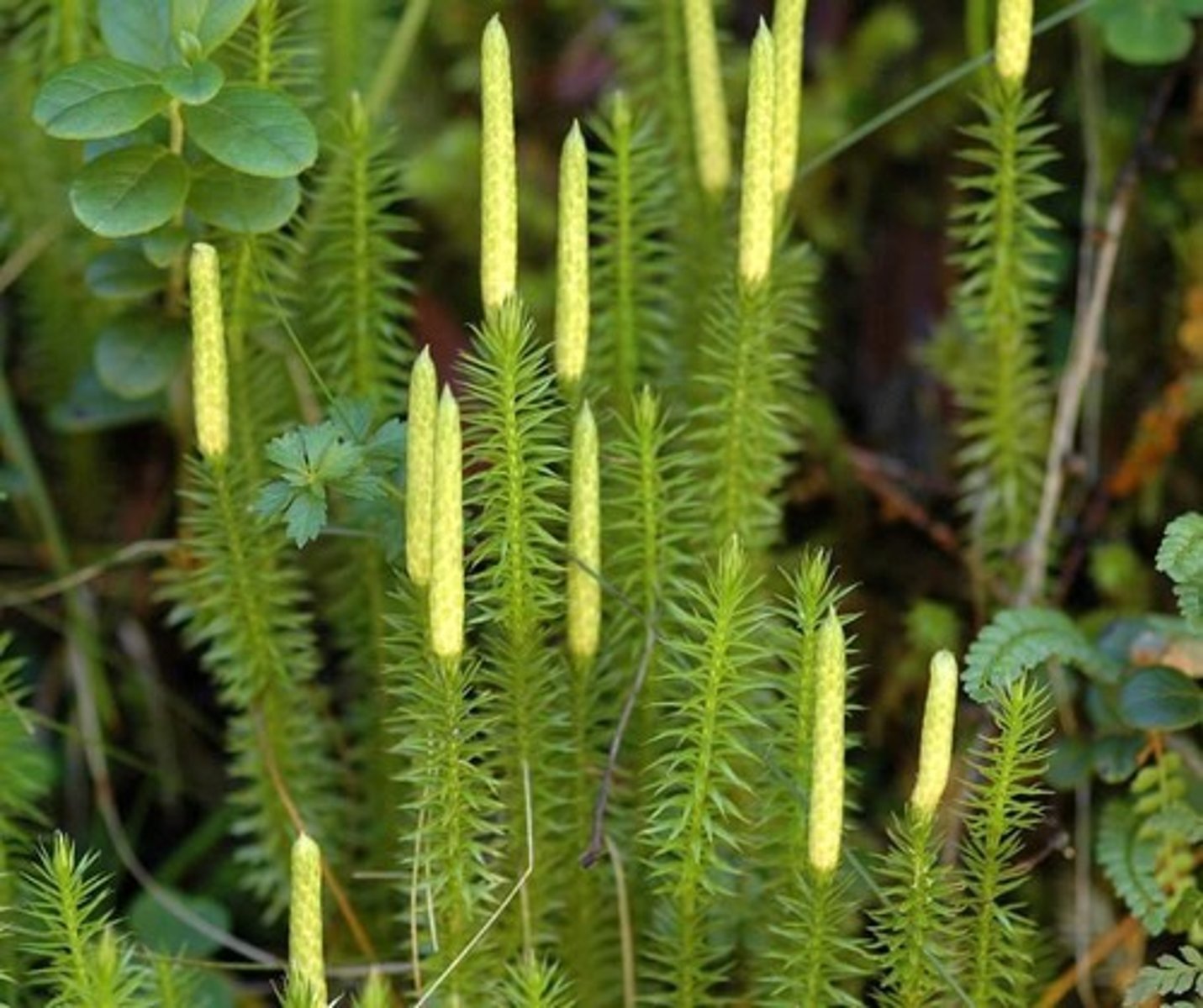 <p>Club mosses are in what phylum?</p>