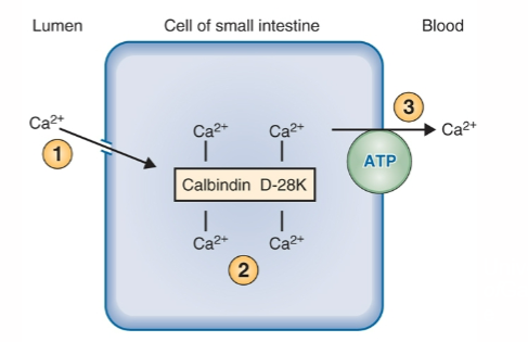 <p>Vit D induces the synthesis of calbindin D-28K.</p><p>Calbindin D-28K binds 4 Ca<sup>2+</sup> and shuttles the Ca<sup>2+</sup> across the cells of the small intestine from the lumen to the blood</p>