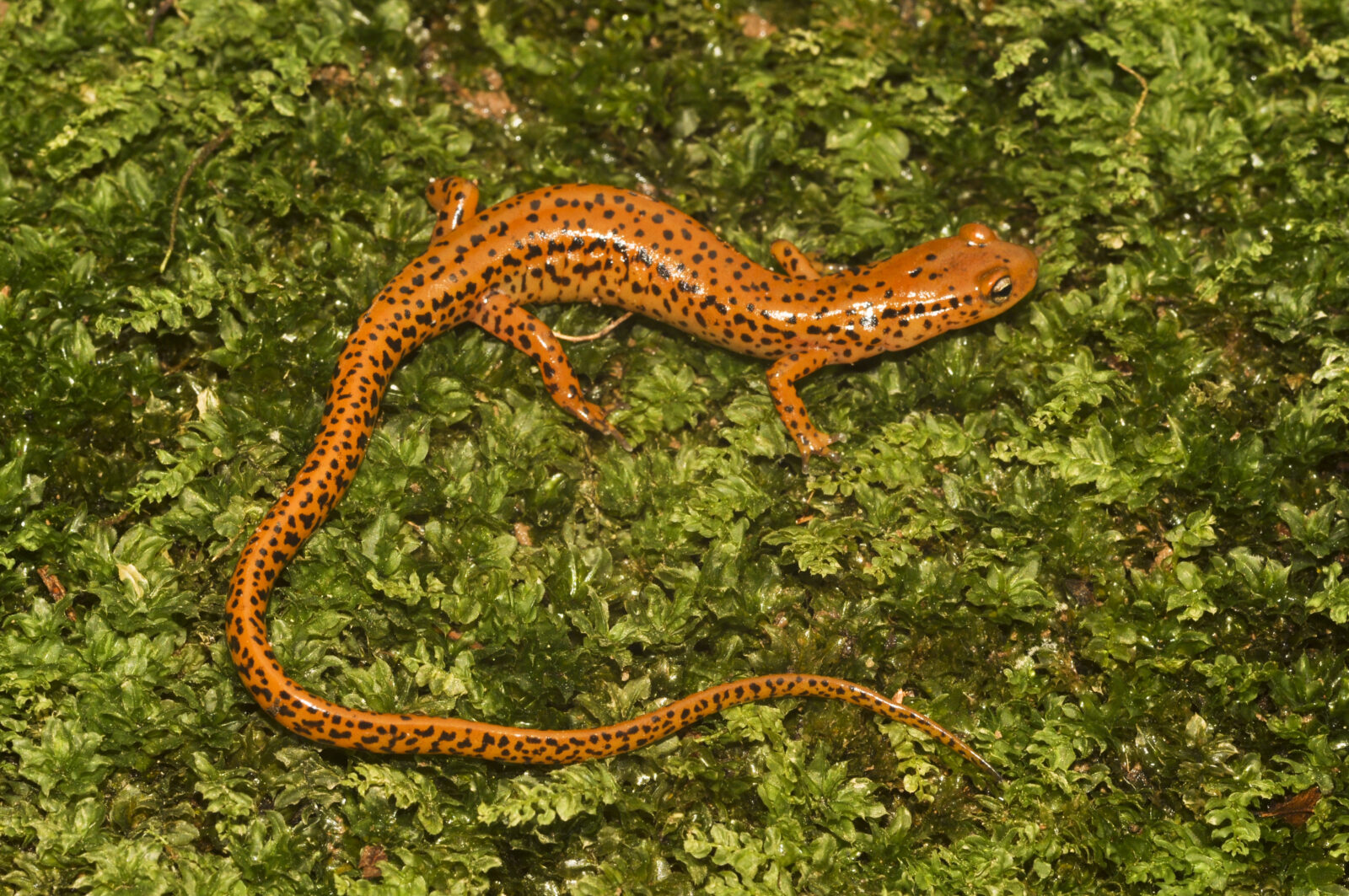<p><span style="font-family: &quot;Times New Roman&quot;, serif">Has a much longer tail compared to its body and compared to the tail sizes of other salamanders within the same family.</span></p>