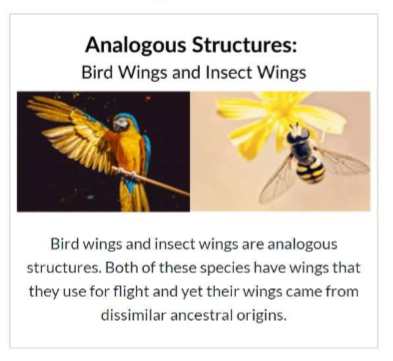 <ul><li><p>Analogous structures are evidence of<em> <u><mark data-color="yellow" style="background-color: yellow; color: inherit;">CONVERGENT EVOLUTION;</mark></u>&nbsp;when unrelated species develop similar adaptations because they live in similar environments or experience similar selective pressures.</em></p></li></ul><p></p>