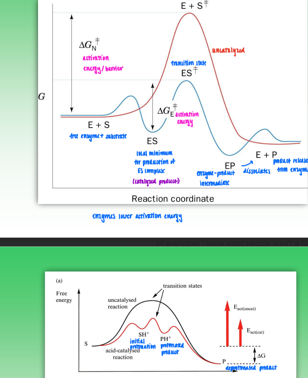 <ul><li><p>enzyme-catalyzed</p><ul><li><p>leads to lower activation energy due to formation of ES complex</p></li><li><p>turns to EP complex</p></li><li><p>dissociates into enzyme and product</p></li></ul></li><li><p>acid-catalyzed</p><ul><li><p>also leads to lower activation energy but less so</p></li><li><p>creates protonated intermediate</p></li><li><p>turns to protonated product</p></li><li><p>product is deprotonated</p></li></ul></li><li><p>all reactions = same overall change in free energy, only activation energy changes</p></li></ul><p></p>