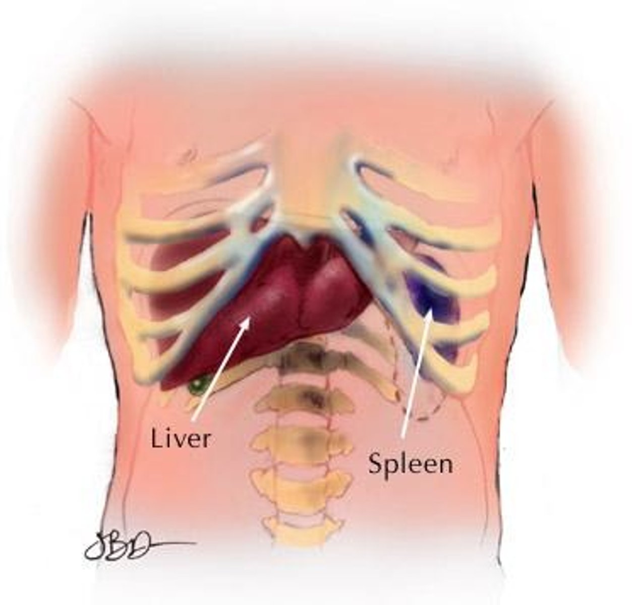 <p>Comprises oral cavity, esophagus, stomach, intestines, liver, and gall bladder; functions include food breakdown, absorption of nutrients, conversion of food waste products into fecal matter, vitamin production, and water &amp; mineral regulation.</p>