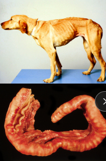 <p><span style="background-color: transparent;"><strong><span>Fungal Diharreah</span></strong></span></p>