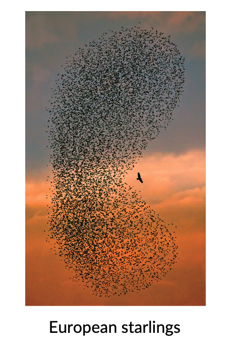 EX: direct benefits/cooperation in herds - individuals in herds enjoy safety in numbers from predation