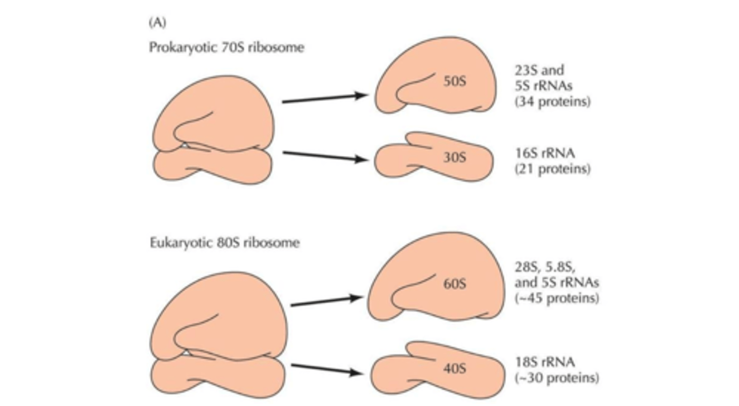 <p>16S rRNA because does not mutate very often</p>