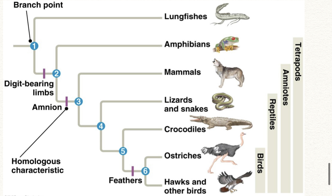 The similarity in structure(but not function) due to descent from a common ancestor