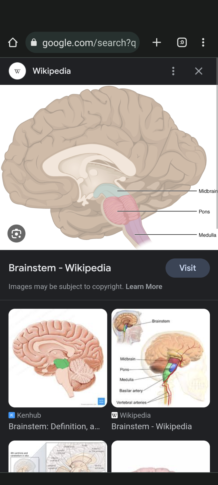 <p></p><ul><li><p>Description: Connects brain to spinal cord, controls breathing, heart rate, consciousness.</p></li><li><p>Components: Midbrain, pons, medulla oblongata.</p></li></ul>