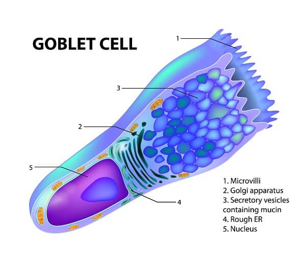 <p>section of mucus which holds dirt and germs</p>