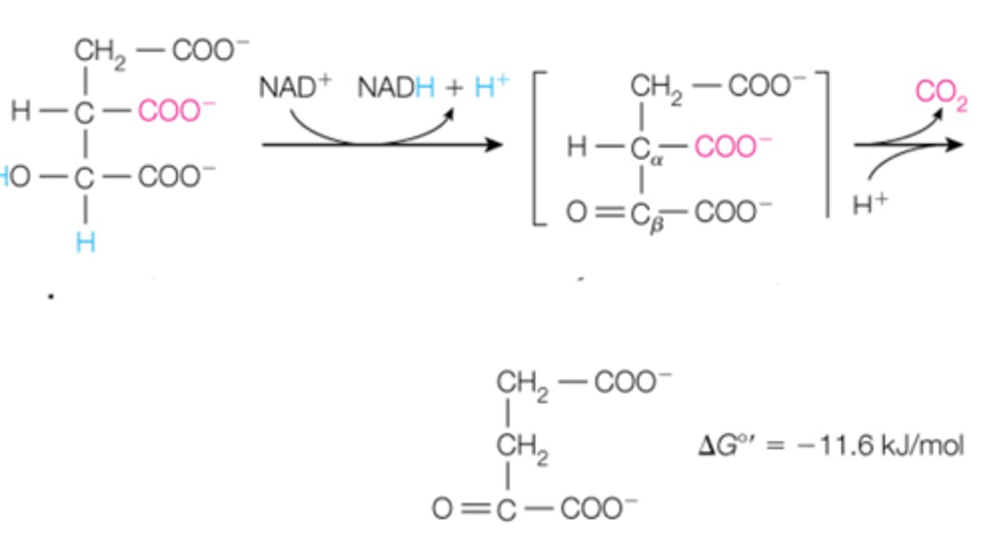 <p>the third reaction is when isocitrate undergoes a _______ reaction. Carbon is removed via __________. the end product is ________</p>