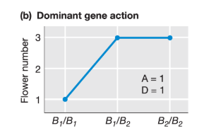 <p>What is the dominance effect for this trait?</p>