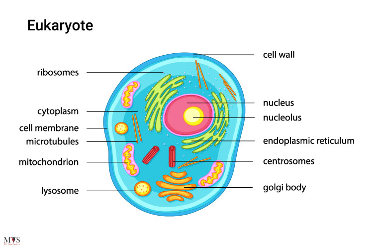 <p>Organisms with cells that have a nucleus and other structures enclosed by membranes.</p>
