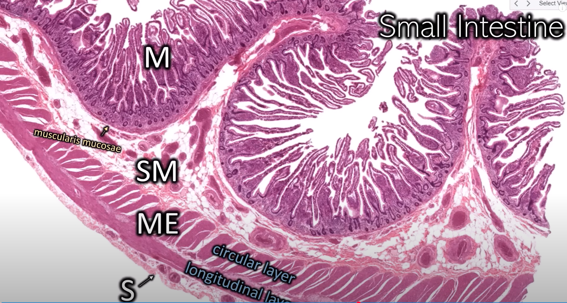 <p>Organ: Small intestine</p><p>Label: see image</p><p>Cells: Paneth cell</p>