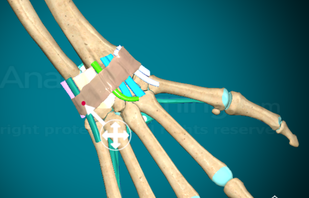 <p>What does the Extensor Retinaculum do?</p>