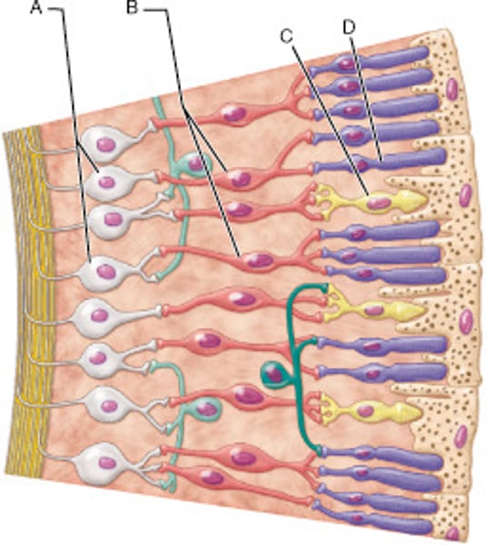 <p>A</p>