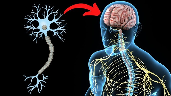 <p>Neurofisiología</p>