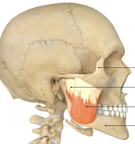 <p>Name muscle and its function</p>