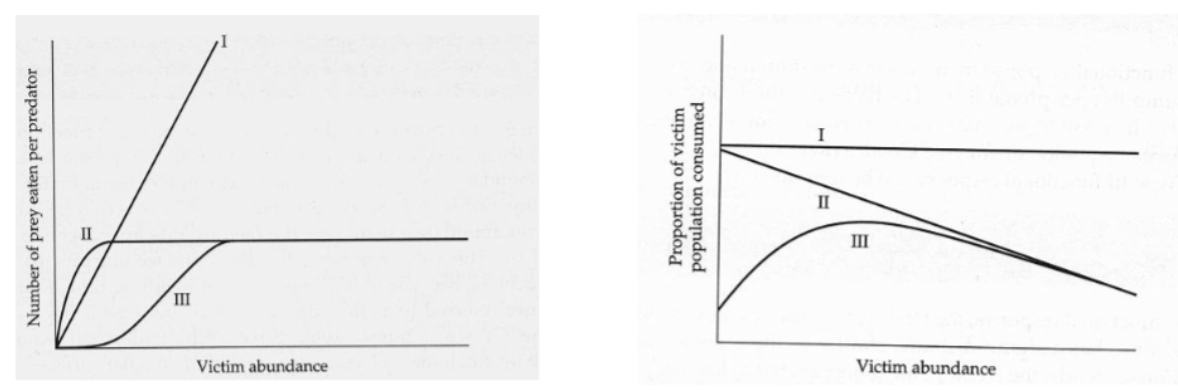 <p>search behavior, interference among predaotrs, aggregation of prey</p>