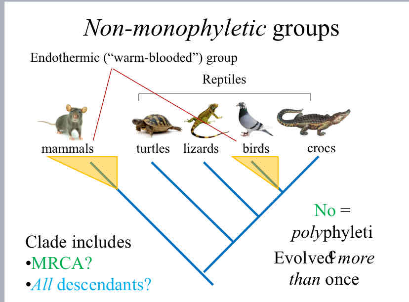 <p>Polyphyletic</p>