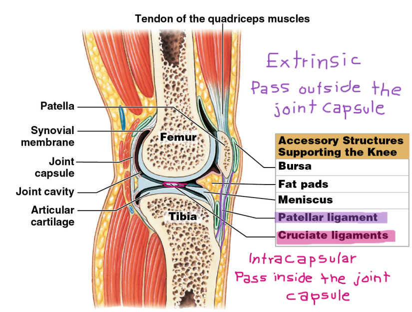 2 Type of Accessory Ligaments 