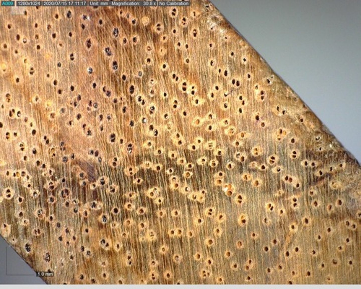 <p>Echelon arrangement of pores and vasicentric parenchyma</p>