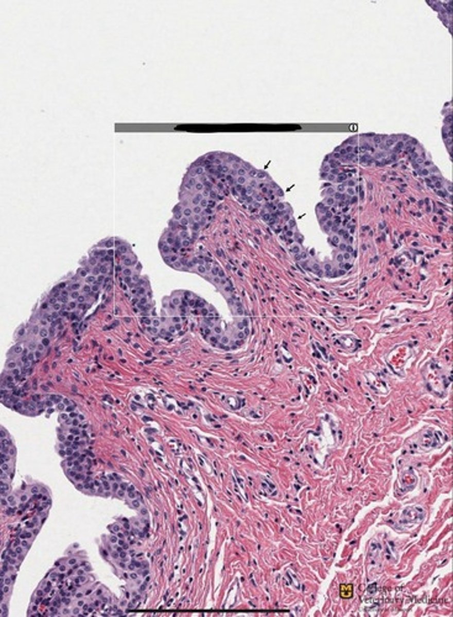 <p>What type of tissue is shown?</p><p>What structure is it lining?</p>