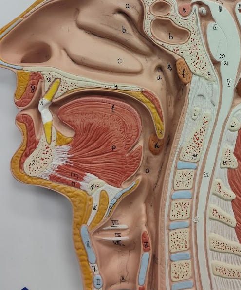 <p>trachea</p>