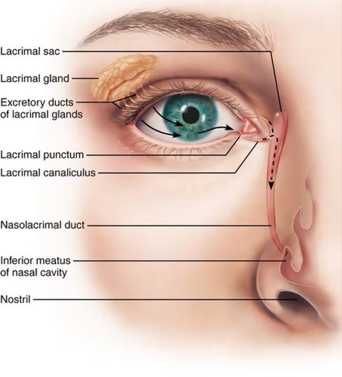 <p>Lacrimal fluid (tears).</p>