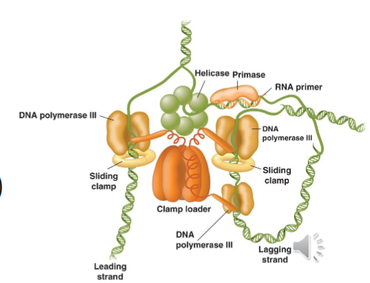 <ol><li><p>DnaA (initiator) binds to OriC and melts the DNA</p></li><li><p>DnaB (helicase) encircles lagging strand and uses ATP hydrolysis to unwind the dsDNA</p></li><li><p>ssDNA is bound by SSBs to prevent breakdown by nucleases</p></li><li><p>primase, DnaG makes a 10-12 nucleotide RNA primer using DNA as a template</p><ol><li><p>DnaG interacts with DnaB meaning primers can only be made at replication forks</p></li></ol></li><li><p><span style="color: rgb(251, 251, 251);">sliding clamp sliding clamps beta are loaded onto the DNA by clamp loader. Clamp loader uses ATP<br>hydrolysis to load beta onto the DNA</span></p></li><li><p><span style="color: rgb(251, 251, 251);">DNA pol III are tethered to clamp loaded and also to DNA</span></p><ol><li><p><span style="color: rgb(251, 251, 251);">2 of 3 pol III molecules are placed on lagging strand and take turns extending RNA primers into Okazaki fragments</span></p></li></ol></li><li><p>replication fork advances and makes a DNA loop</p></li><li><p>Pol III is released after Okazaki fragment is made or by collision with previous fragment</p></li><li><p>new sliding clamp assembles on another RNA<br>primer, and DNA polymerases are associated<br>anew to make the next Okazaki fragment</p></li><li><p>synthesis continues until polymerases meet each other at the Ter sites</p></li><li><p>after lagging strand is done pol I removes ribonucleotides of primer and replaces with complementary dNTPs</p></li><li><p>DNA ligase catalyzes formation of phosphodiester linkage between adjacent fragments</p></li></ol><p></p>