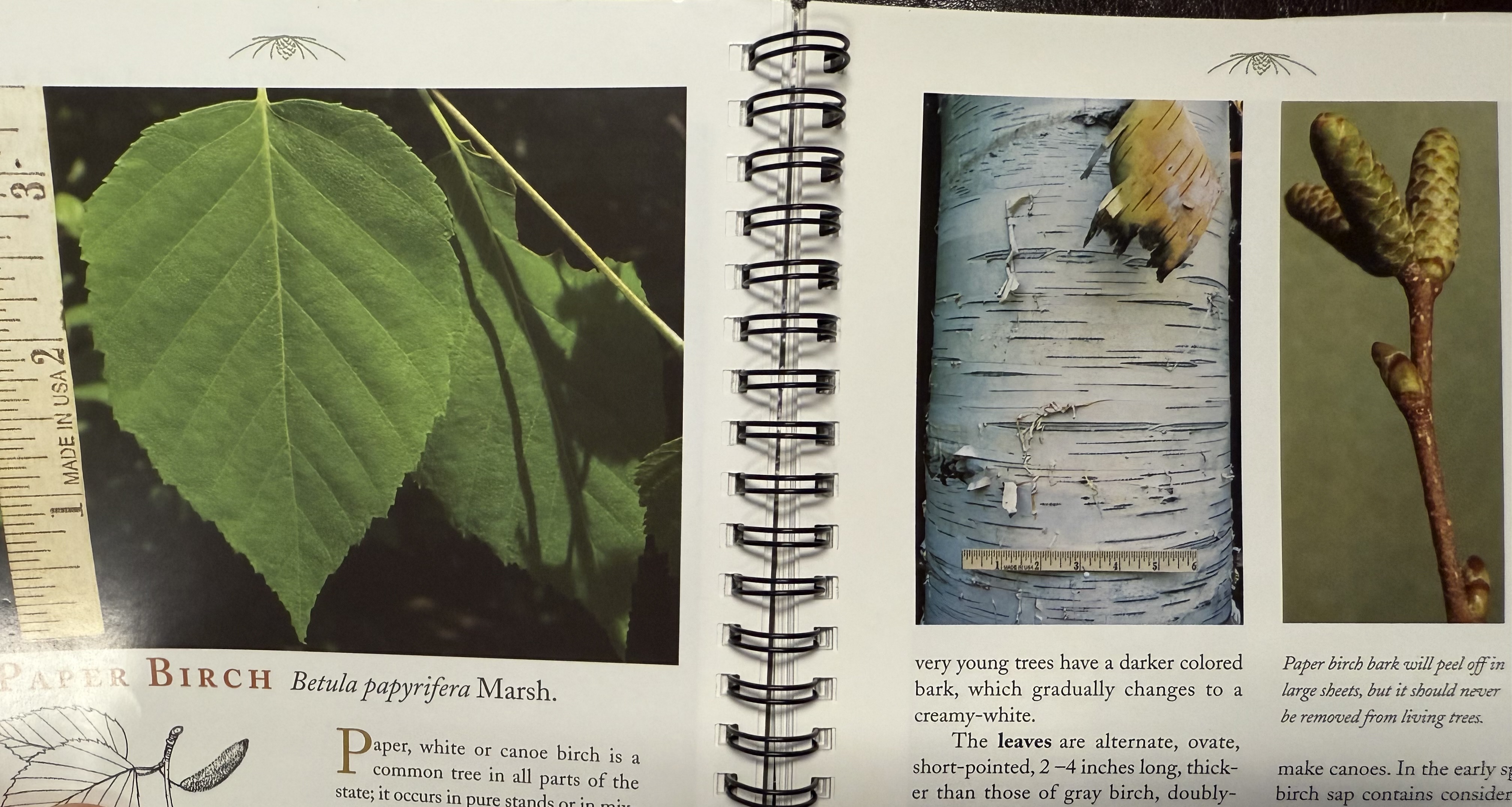 <p>white (paper, canoe) birch</p>