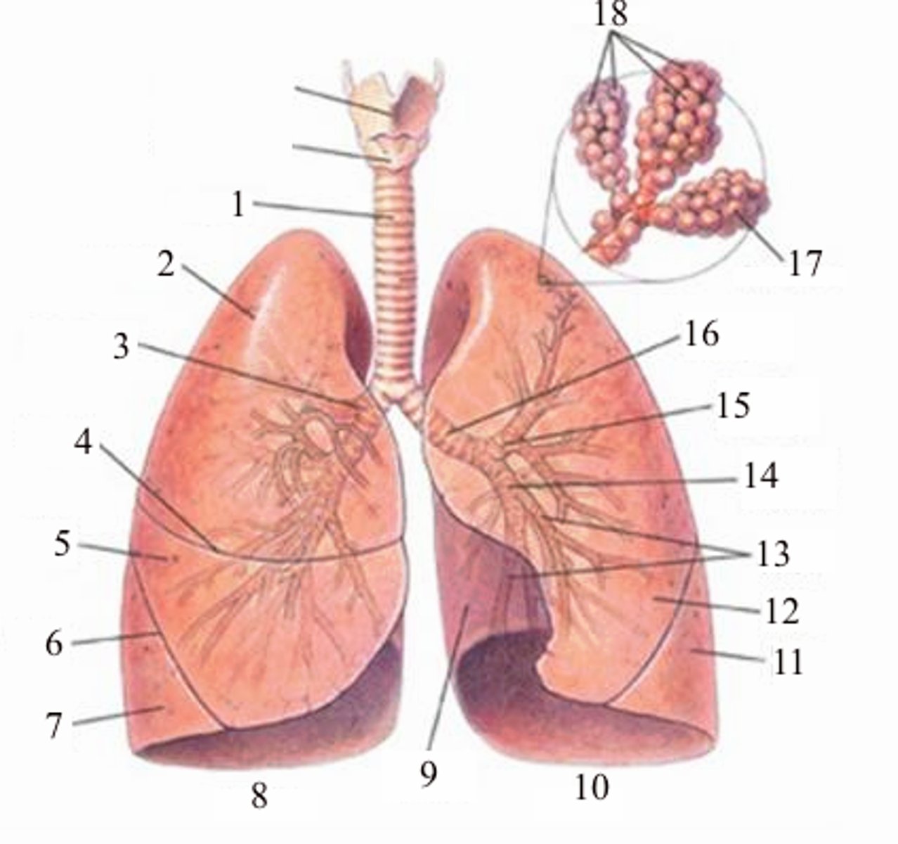 <p>It is the tiny sac like structure present in the lungs which the gaseous exchange takes place.</p>