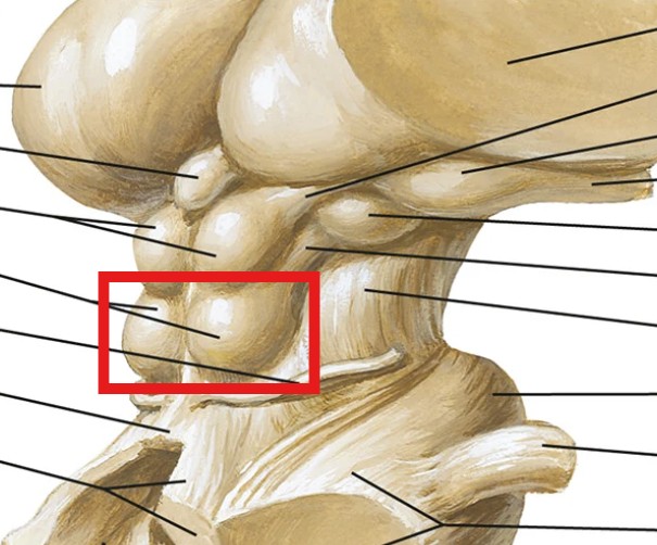 <p>Which part of the corpora quadrigemina are:</p><ul><li><p>The two inferior bumps</p></li></ul><p></p>