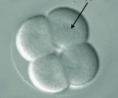 <p>each cell of the blastula</p>