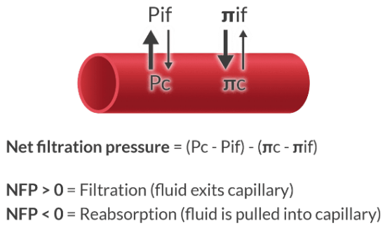 <ol><li><p>Forces that move fluid from the capillary to the interstitium:</p></li></ol><ul><li><p>Pc = Capillary hydrostatic pressure (pushes fluid out of capillary)</p></li><li><p><span>π</span> if = Interstitial oncotic pressure (pulls fluid out of capillary)</p></li></ul><ol start="2"><li><p>Forces that move fluid from the interstitium into the capillary:</p></li></ol><ul><li><p>Pif = Interstitial hydrostatic pressure (pushes fluid into capillary)</p></li><li><p><span>π</span> c = Capillary oncotic pressure (pulls fluid into capillary)</p></li></ul><p></p>