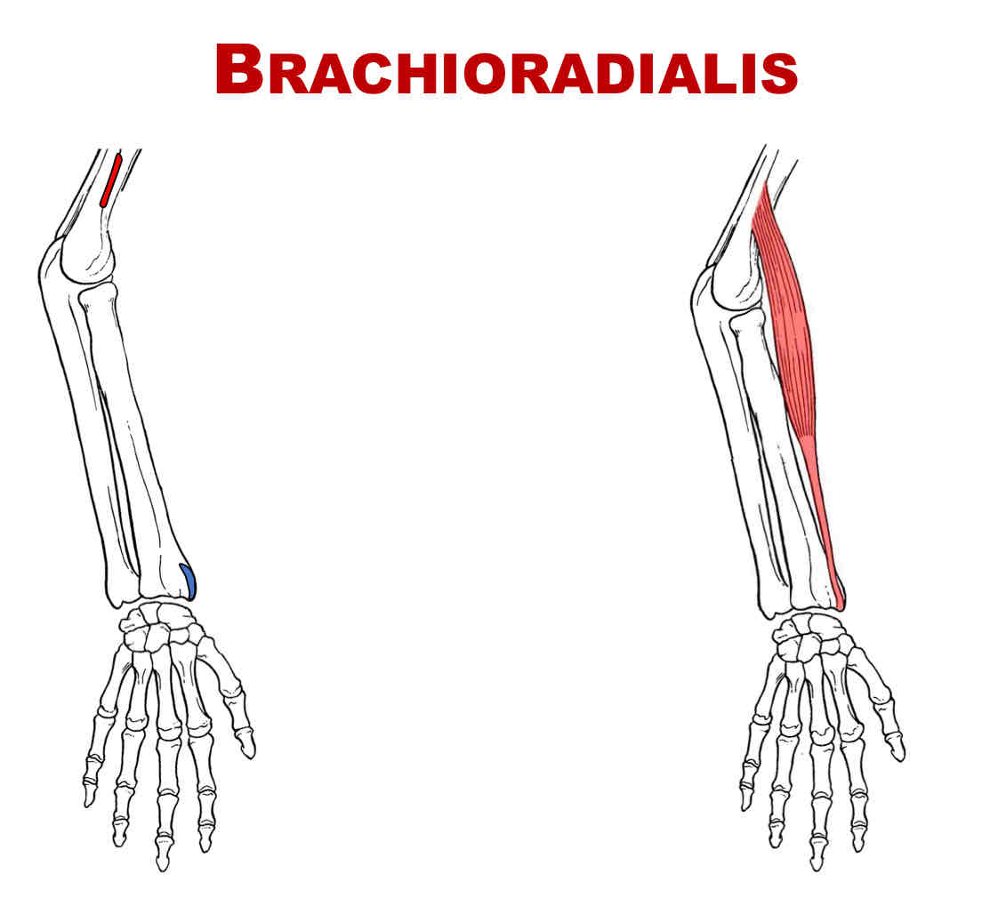 <p>Nerve Supply of Brachioradialis</p>