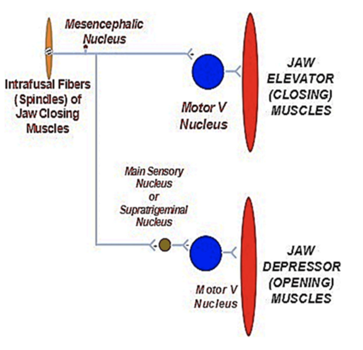 <p>myotatic reflex (aka jaw jerk reflex):</p>