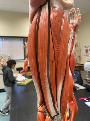 <p>Upper posterior leg, hamstrings, knee flexion and hip extension/rotation</p>