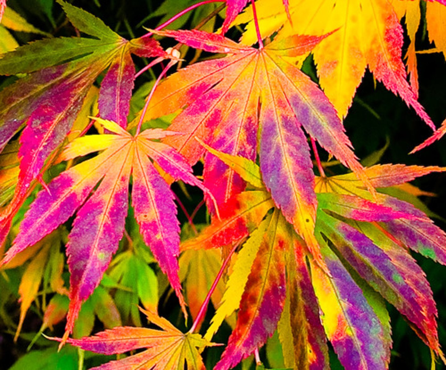 <p>red, purple, or blue pigments; responsible for those colors in some parts of trees and other plants</p>