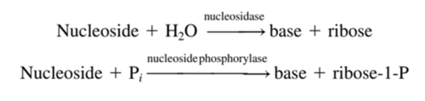 <p>nucleosides are absorbed through the ___ OR further degraded by ___</p>